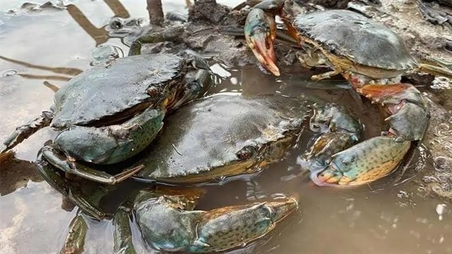 বেকারত্ব নিরসন ও বৈদেশিক মুদ্রা অর্জনে কাঁকড়া চাষ!